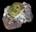 Lustrous Apatite Crystal In Matrix - Durango, Mexico #33849-2